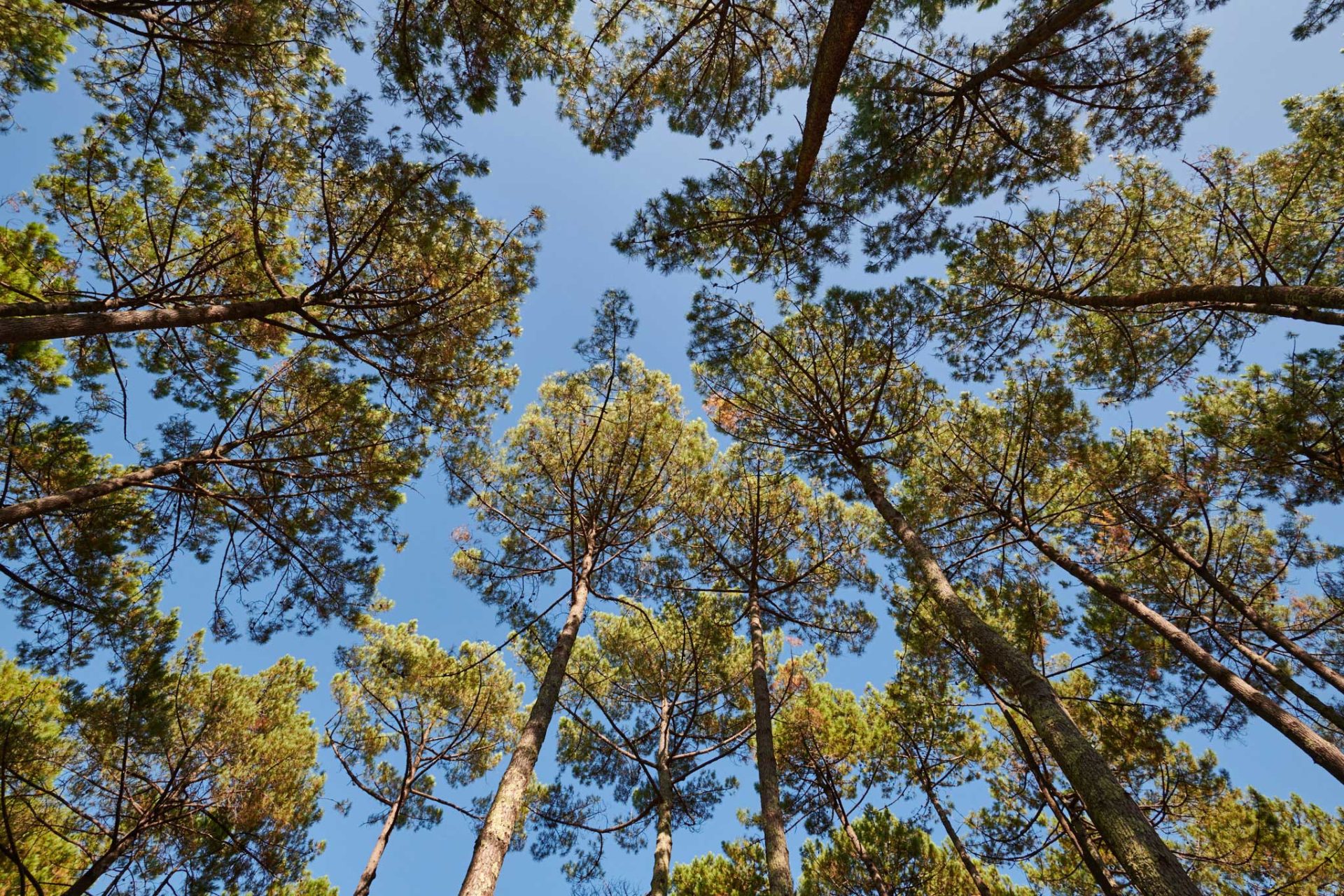 oligopin-cosmythic-extraits-d-ecorce-pin-foret-landes-01